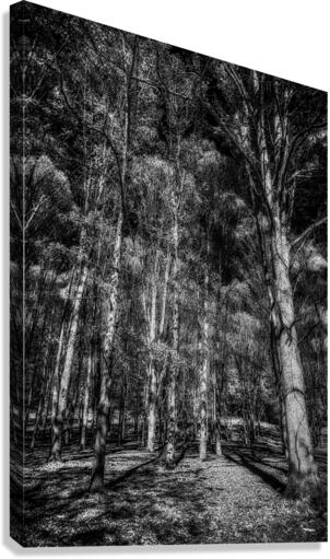 Tall Dark Symphony: A Winters Tale in Infrared Black and White Canvas Print