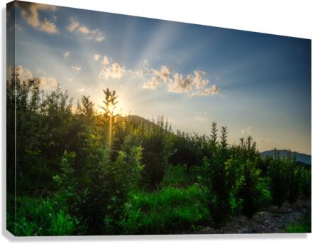 Peaks of Otter Canvas Print