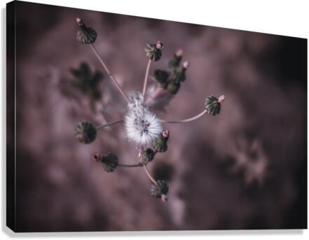 Whispers of Nature: Capturing the Essence of Dandelion Seeds  Canvas Print