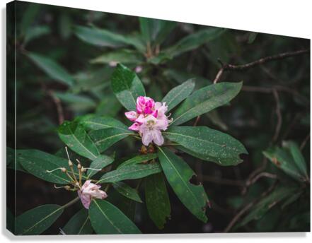 Rhodie - 2 Canvas Print