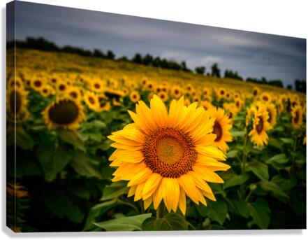 Single Sunflower  Canvas Print