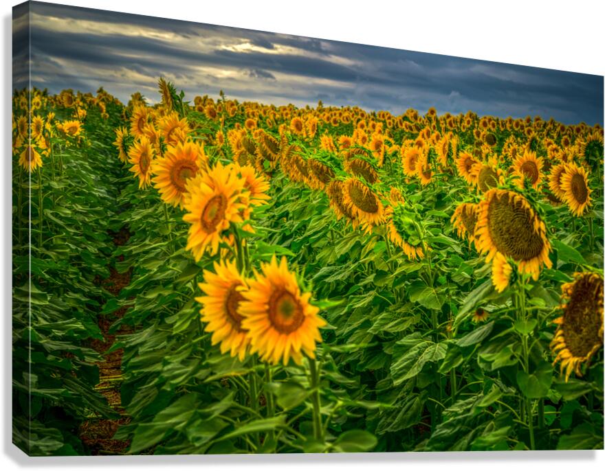 Sad Sunflower Row Canvas Print