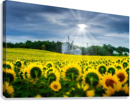 All Hail: A Golden Tapestry of Sunflowers Basking in Sunlight Canvas Print