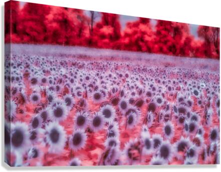 Pink Sunflowers Canvas Print