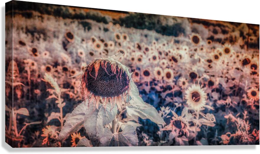 Sunflowers Last Waltz Canvas Print