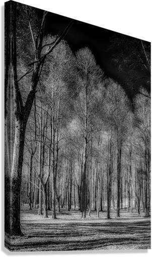 Winters Monochrome Symphony: A Stark Journey Through Knoxvilles Enchanted Woodlands  Canvas Print