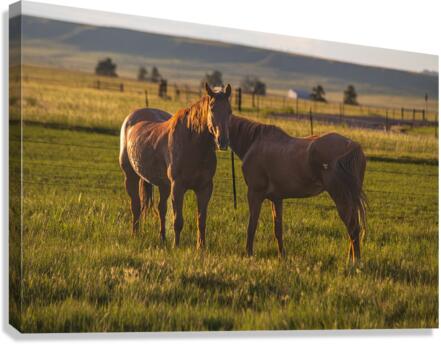 Equine Harmony in Billings Canvas Print