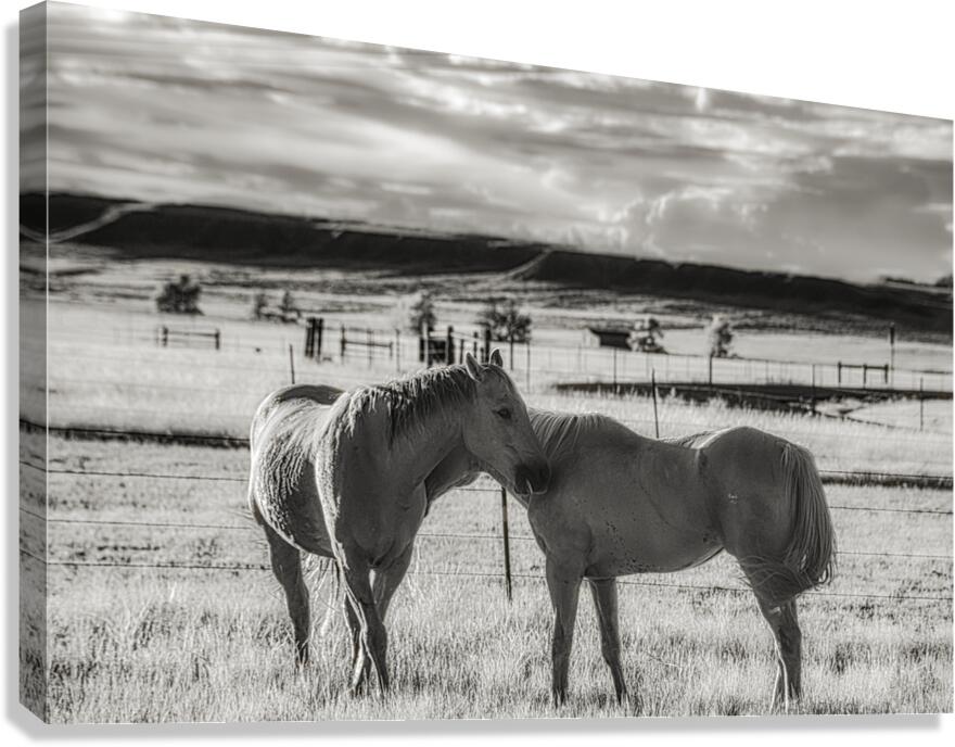 Equine Connection Canvas Print