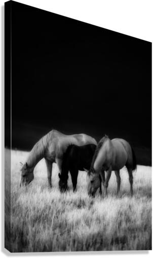 Black Horse Hiding: A Montana Ranch Trio in Infrared Harmony  Canvas Print