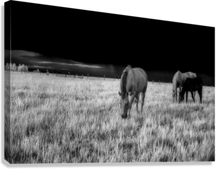 Tranquil Pastoral Serenity Canvas Print