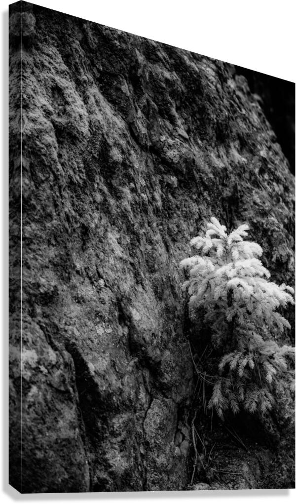 Small Pine on a Rock Canvas Print