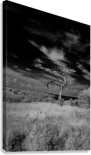 Symphony of Light and Shadow Canvas Print