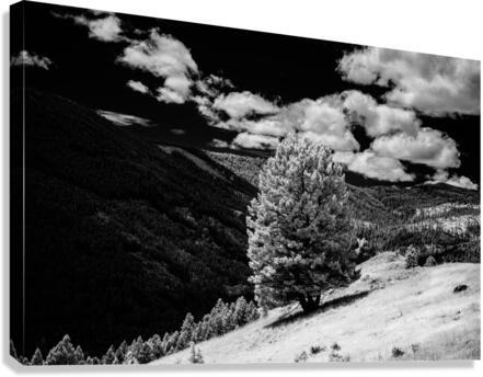 Marysville Lone Tree Canvas Print