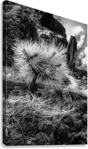 Exploring Sylvan Lake: A Baby Pine Canvas Print