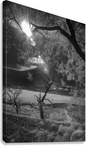 Dance of Light: Lone Sentinel at Dawn Canvas Print