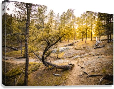 Natures Golden Arc Canvas Print