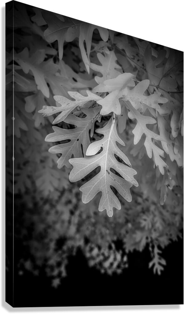 Enchanted Oak Canvas Print