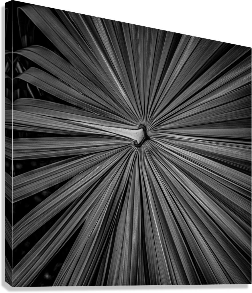 Palm Symmetry Elegance  Canvas Print