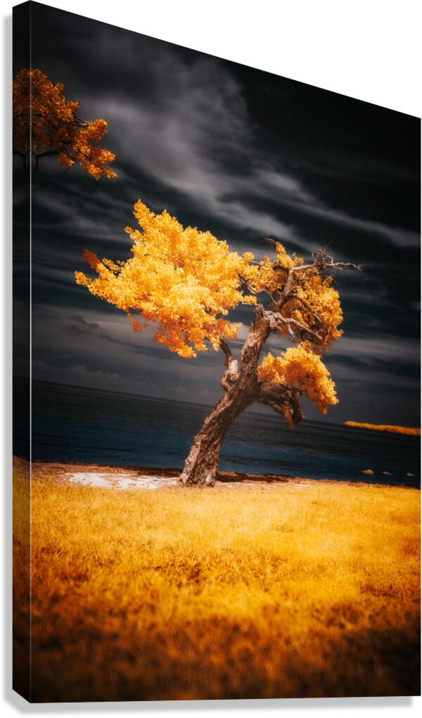 Golden Guardian: A Mystical Tree on Sunshine Key Canvas Print