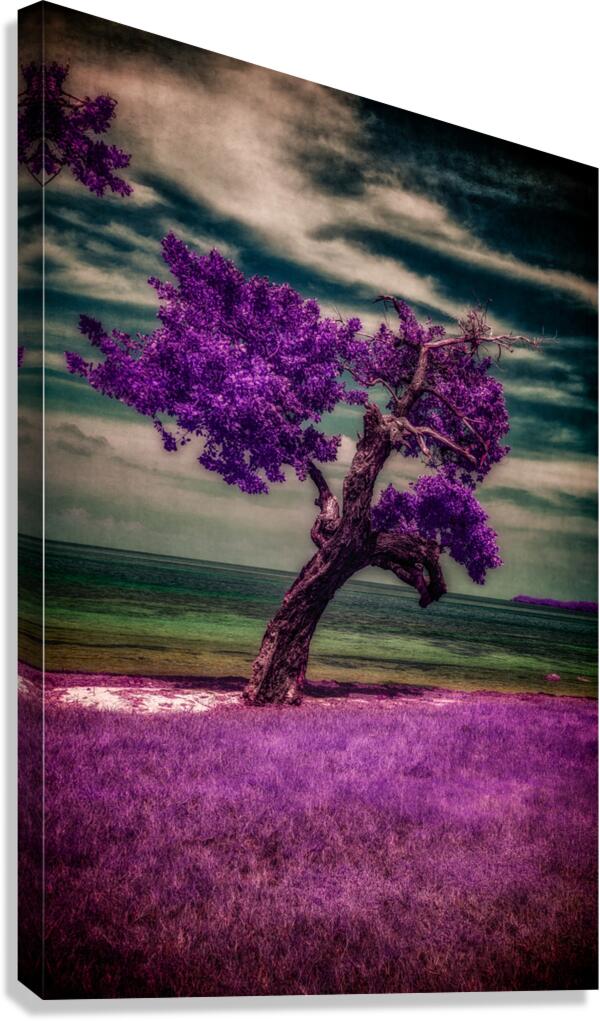 Purple Beach Tree: A Tranquil Portrait of Sunshine Keys Coastal Charm  Canvas Print