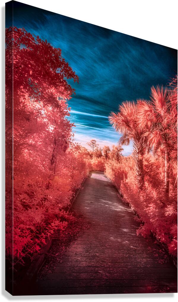 Infrared Stroll Through Tippiecanoes Pink Canopy Canvas Print