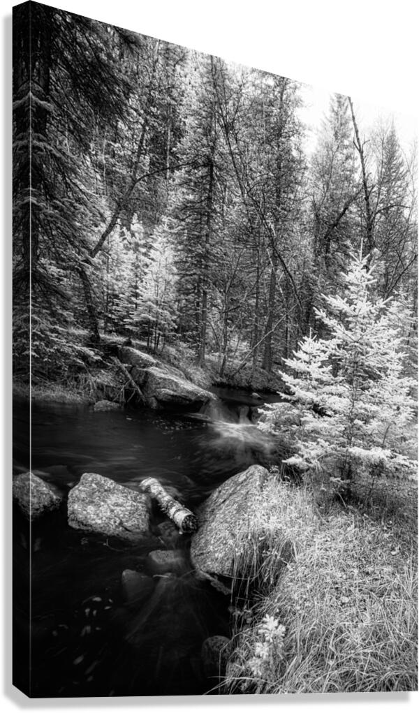 Monochromatic Serenity: Exploring Grace Coolidge Creek in Custer - 2  Canvas Print