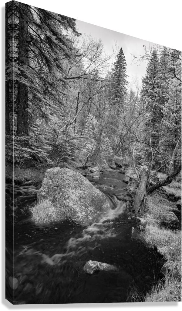 Monochromatic Serenity: Exploring Grace Coolidge Creek in Custer - Tall  Canvas Print