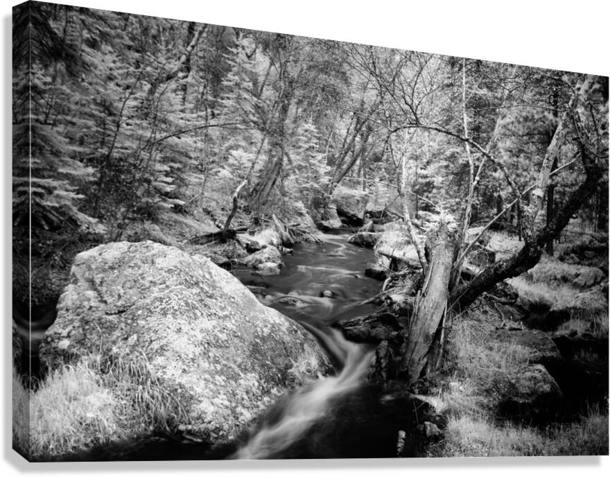 Monochromatic Serenity: Exploring Grace Coolidge Creek in Custer  Canvas Print