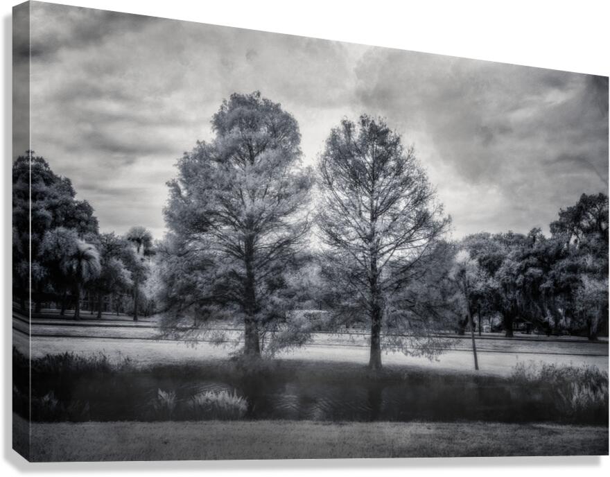 Mystical Twins: Unveiling the Beauty of Venetian Gardens in Leesburg Canvas Print