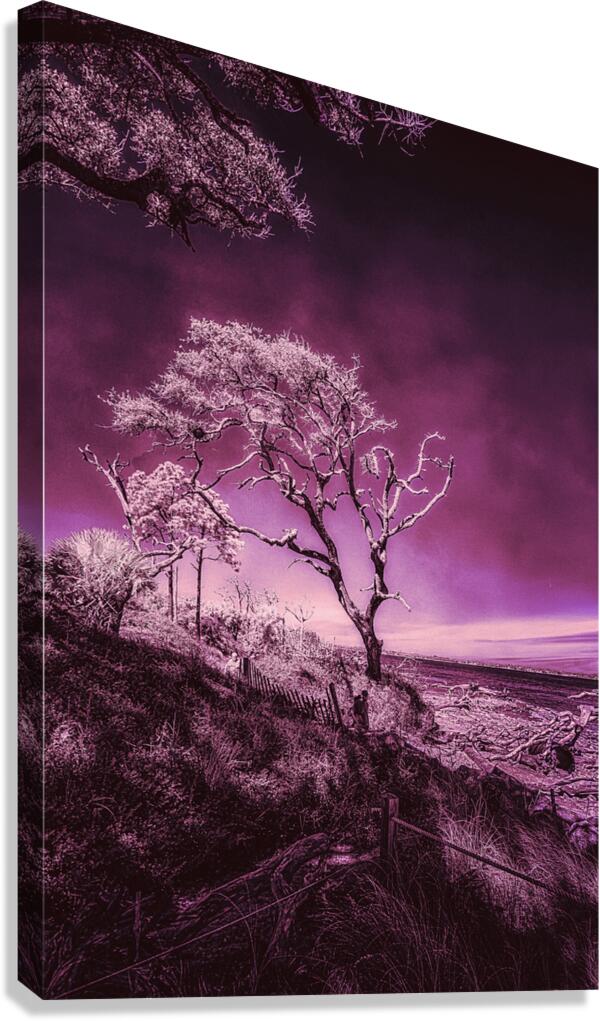 Purple Bonsai:A Botanical Marvel Unveiled on Driftwood Beach  Canvas Print