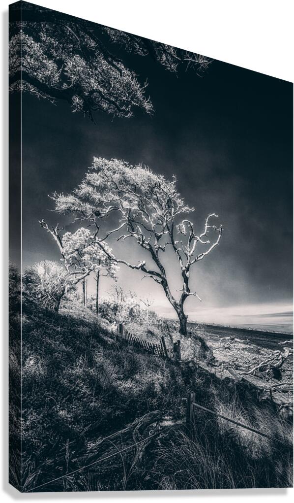 Black Bonsai:  A Botanical Marvel Unveiled on Driftwood Beach Canvas Print