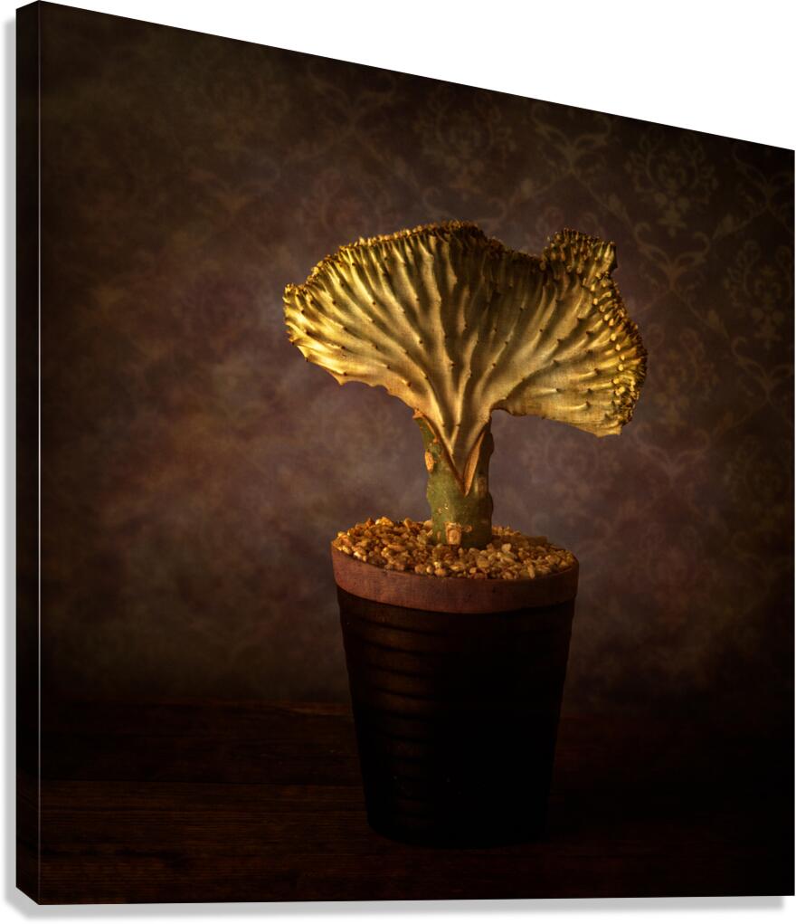 Cactus Elegance: Wavy Beauty in Artful PotteryDescription Canvas Print