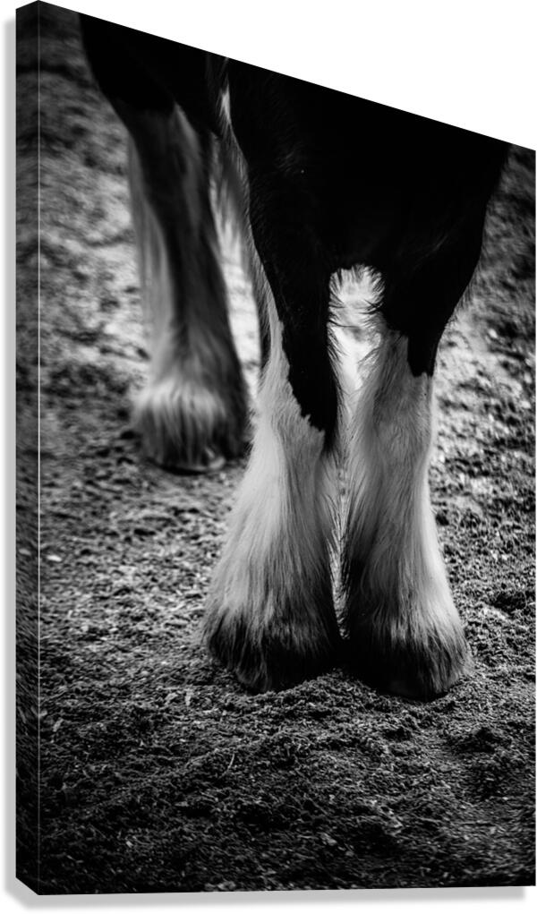 Hoofed Elegance: Exploring the Intricate Details of a Florida Horse Canvas Print