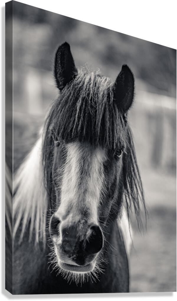 Curious Gaze: A Captivating Encounter with a Silent Horse  Canvas Print