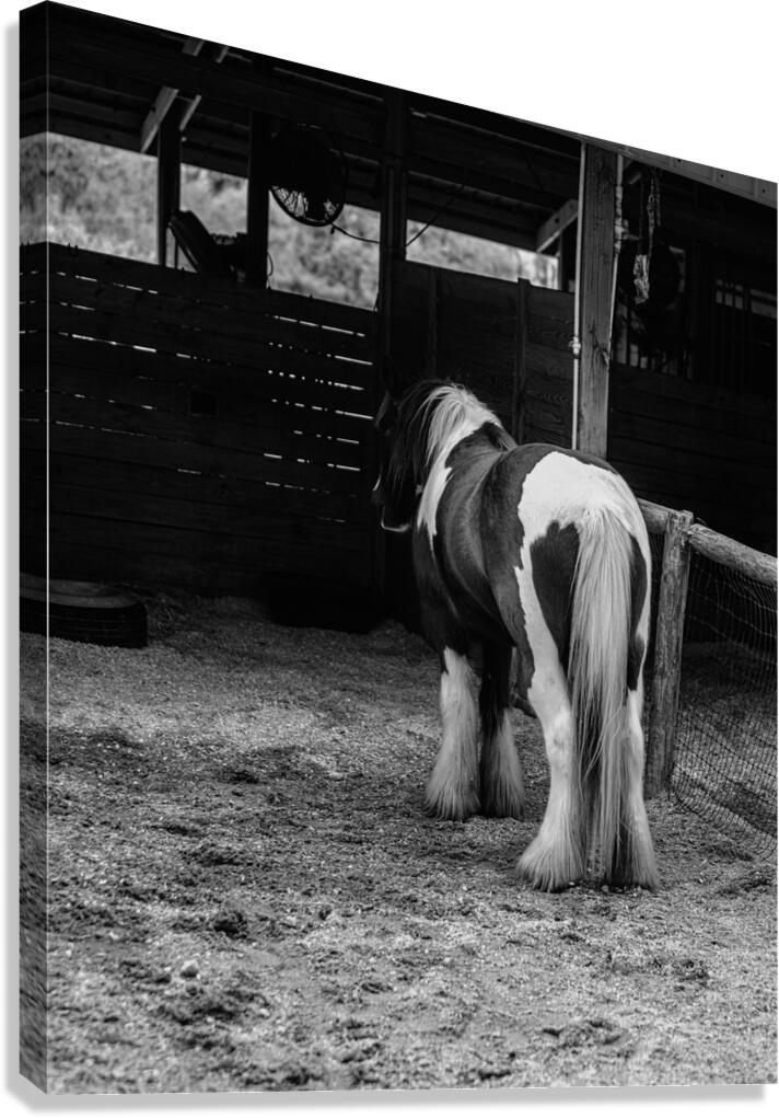 Mystique Unveiled: Capturing the Hidden Spirit of a Florida Horse Canvas Print