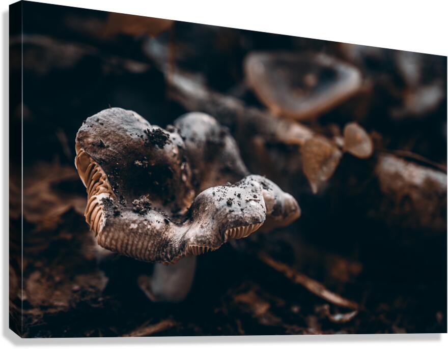 Mystical Fungi: Ring of Mystery Saturnine Mushroom  Canvas Print