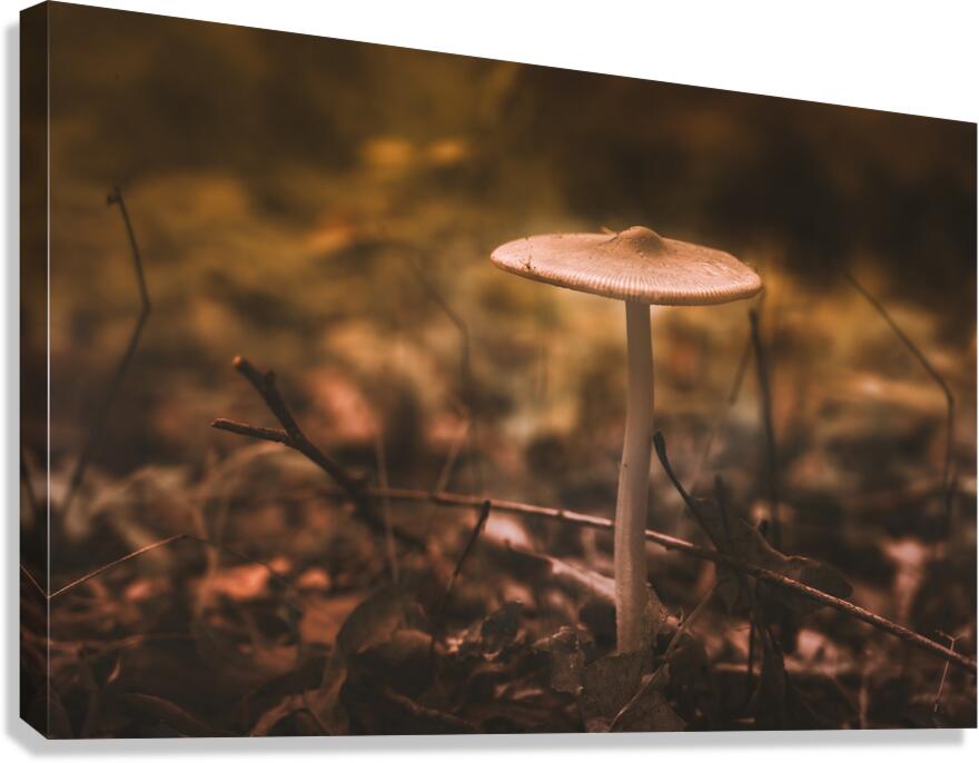 Mystical Fungi: Pale Amidst Sun-Dappled Leaves Canvas Print