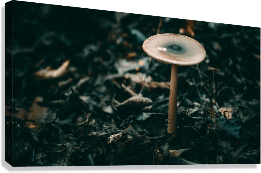 Mystical Fungi: Standing Tall The Majestic Tallish Mushroom Canvas Print