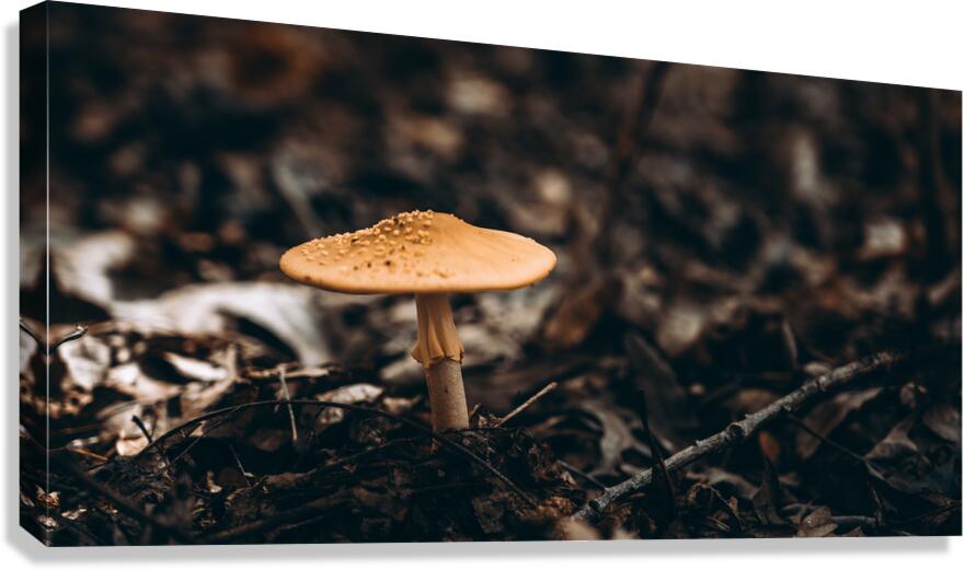 Mystical Fungi: Gloomy Shroom Canvas Print
