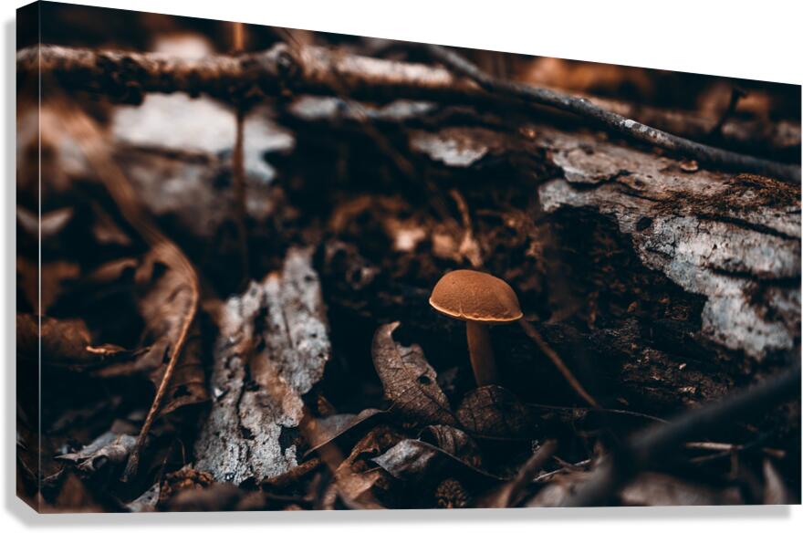 Mystical Fungi: Hiding Shroom Beneath Ferns and Foliage  Canvas Print