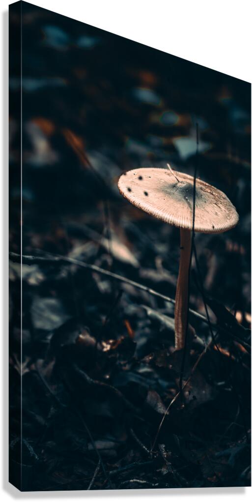 Mystical Fungi: Reaching for the Sky The Up Above Shroom Canvas Print