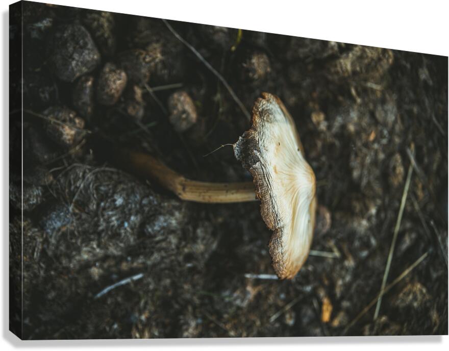 Montana Ranch Shroom: Highland Horseshoe Fungus Canvas Print