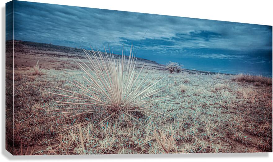Lone Star Grass in Shamrock Canvas Print