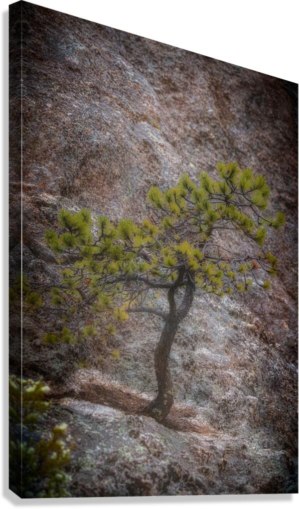 Solitary Pine on Granite: A Snapshot of Sylvan Lakes Tranquility Canvas Print