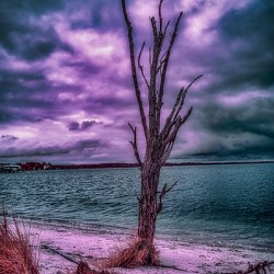 Mystical Resilience: Patuxent Rivers Purple Infrared Tree in a Storm