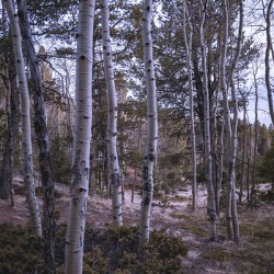 Mueller Aspen Series: Aspen Tree Trail