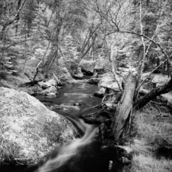 Monochromatic Serenity: Exploring Grace Coolidge Creek in Custer