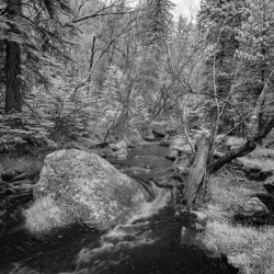 Monochromatic Serenity: Exploring Grace Coolidge Creek in Custer - Tall