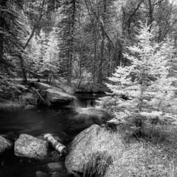 Monochromatic Serenity: Exploring Grace Coolidge Creek in Custer - 2