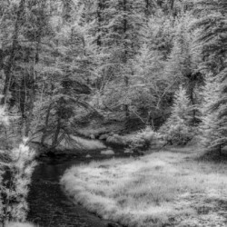 Monochrome Serenity: A Tranquil Stroll Along Grace Coolidge Creeks Black and White Infrared Stream in South Dakota
